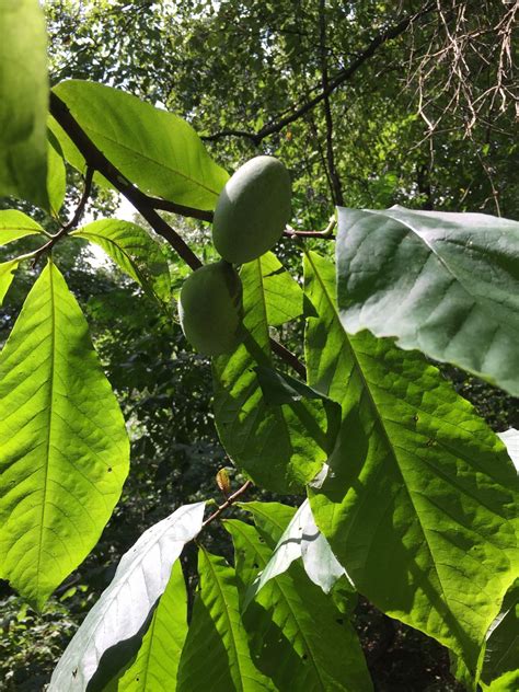 Pawpaw: PA’s Forgotten Fruit , Boyd Big Tree Preserve, meet at ...