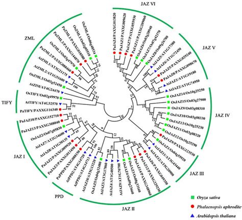 Genome-Wide Identification and Expression Pattern Analysis of TIFY ...