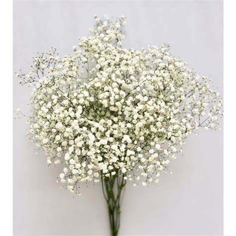 Babys Breath Flowers | Etsy