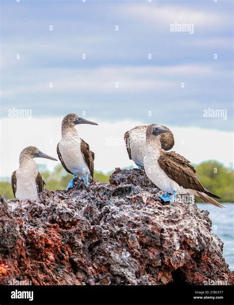 Blue-footed Boobies on a rocky outcrop at Bahia Elizabeth on Isabela ...