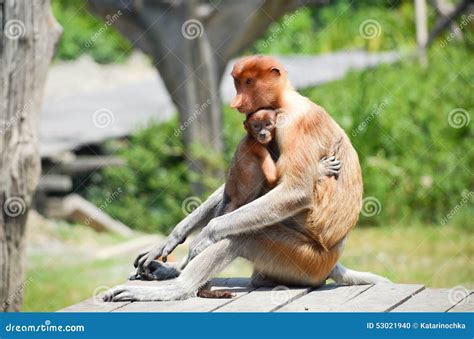 Proboscis Monkey Endemic of Borneo Island in Malaysia Stock Photo - Image of rare, portrait ...