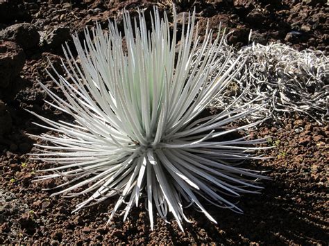 Haleakala Silversword Free Stock Photo - Public Domain Pictures