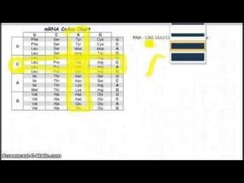 Image result for Codon Chart Reading