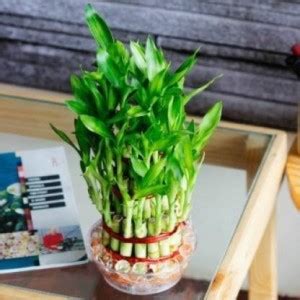 Mulch Masters Two Layer Bamboo Plant Price in India - Buy Mulch Masters ...