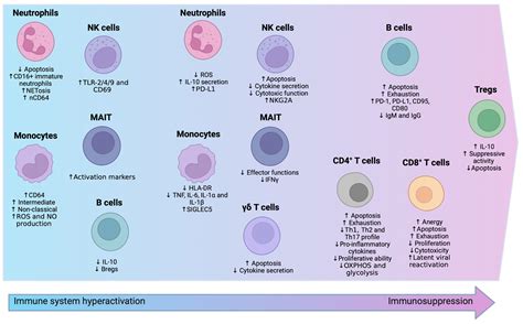 Abs Neutrophils Segmented at Mark Ferretti blog
