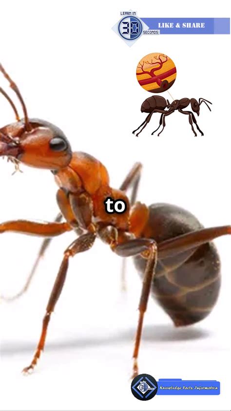 How Ants Breathe | Nature's Tiny Wonders - YouTube