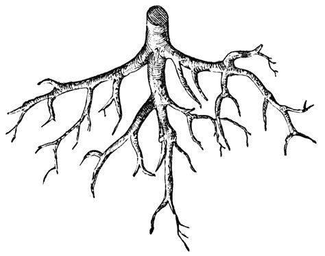Free Tree Roots Cliparts, Download Free Tree Roots Cliparts png images ...