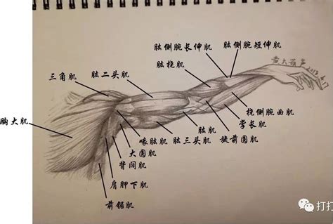 为什么胳膊上臂肌肉痛_右胳膊上臂外侧肌肉疼2022已更新(今日/动态)-u