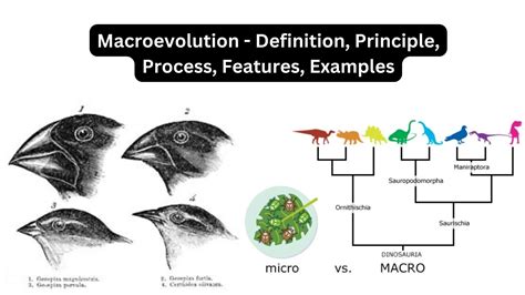 Examples of Macroevolution: Key Events Explained