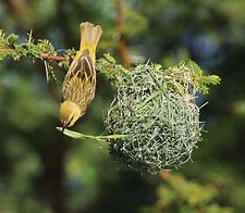 Image result for Woven Bird Nest