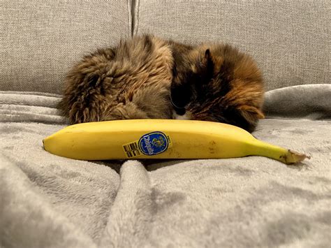 Itty bitty senior kitty. : r/BananasForScale