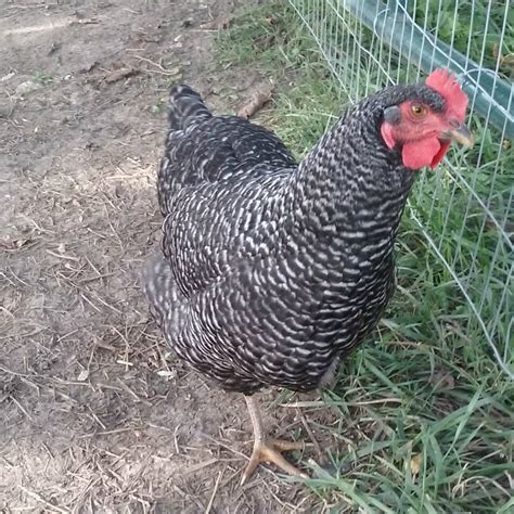 Our Chicken Breeds Archives - Koops Coops