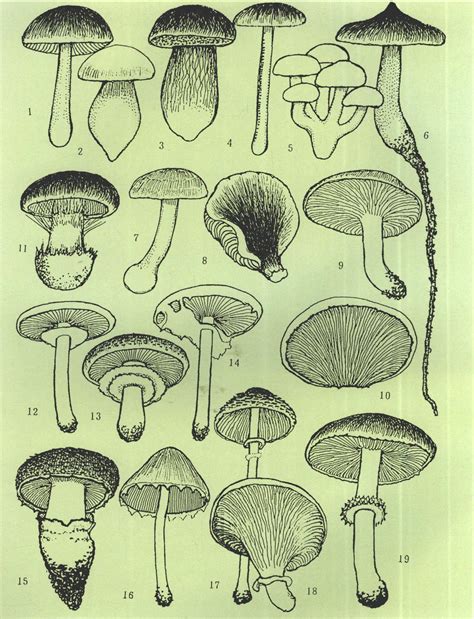 图3 菌柄及菌环特征-大型真菌-图片