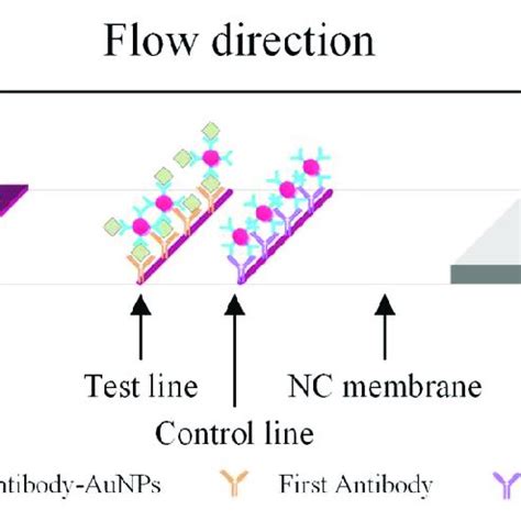 Lateral Flow Test Tutorial 的图像结果