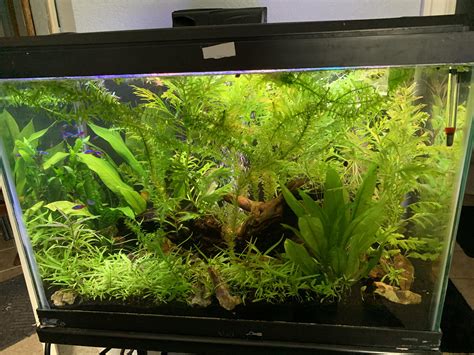 First real planted tank that I’m letting overgrow. 20 gal tall : r ...