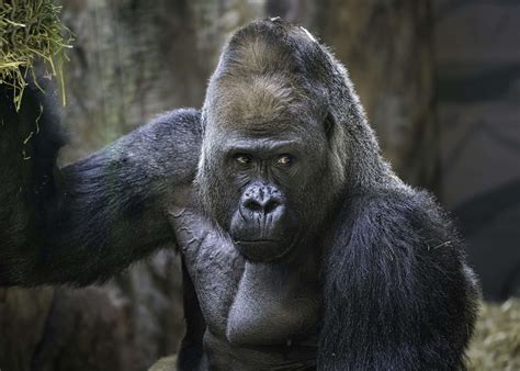 Do gorillas eat meat?