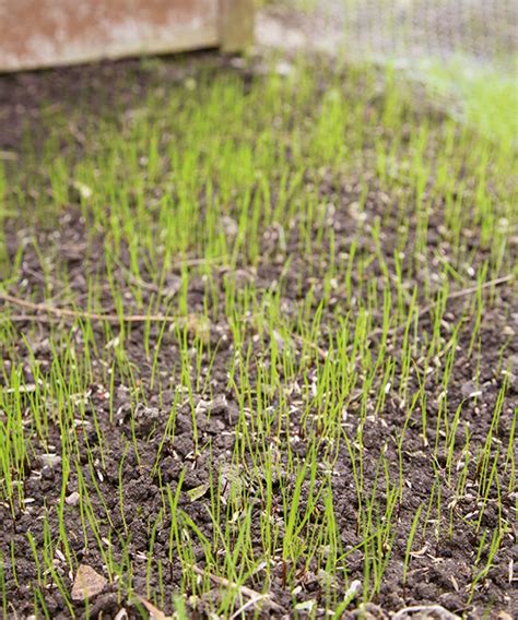 Lawn expert reveals when to sow grass seed for the…