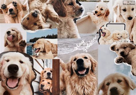 Golden Retriever Wallpapers on WallpaperDog