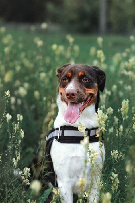 Can Dogs Eat Refried Beans? [IS IT SAFE?] – Dope Dog