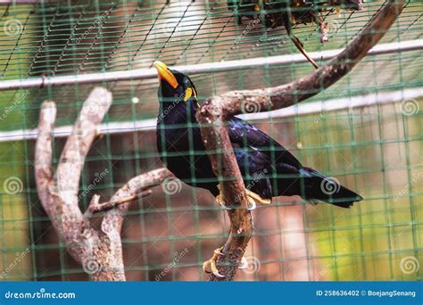 Talking Birds, Tiong Emas, Parrots, Hill Myna Stock Photo - Image of ...