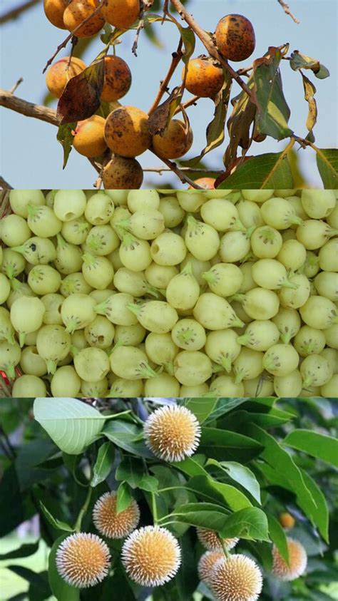 7 Wild Edible Fruits Used By Tribal Communities Of Odisha & Their Many ...