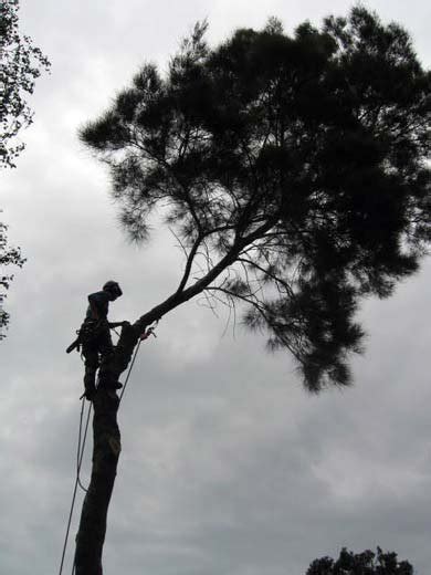 Large Tree Root Trimming 的图像结果