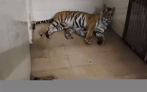 Tigress gives birth to 3 cubs, including 1 white, in Gwalior zoo