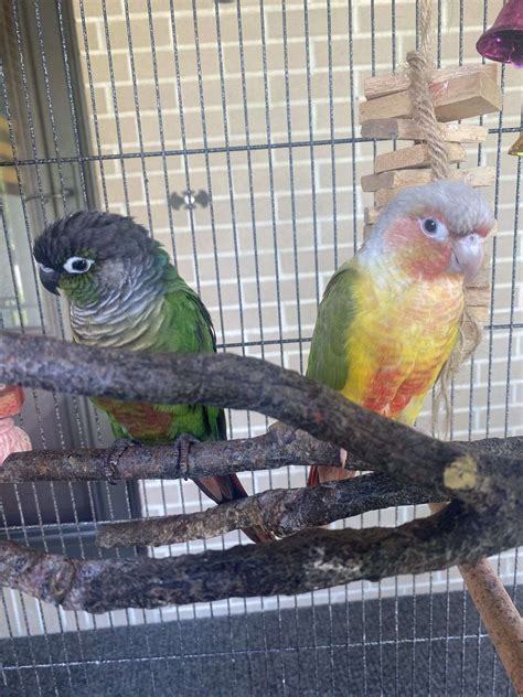 Breeding Pair Green Cheek Conures