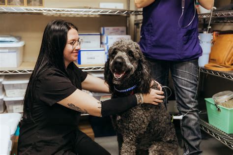 Surgery – Alvarado Veterinary Clinic