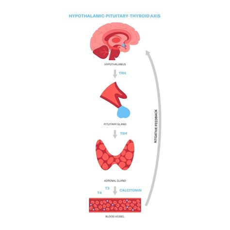 Thyroid gland system diagram. t3, t4 hormones and calcitonin production ...