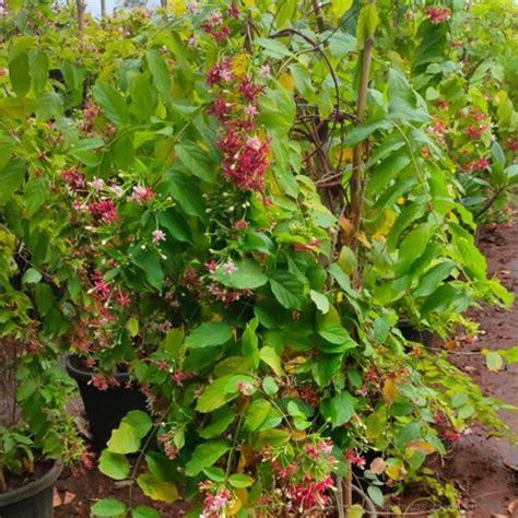 Madhu Malti Double 12-18 Inches - Madhu Malti - Madhu Malti Double ...