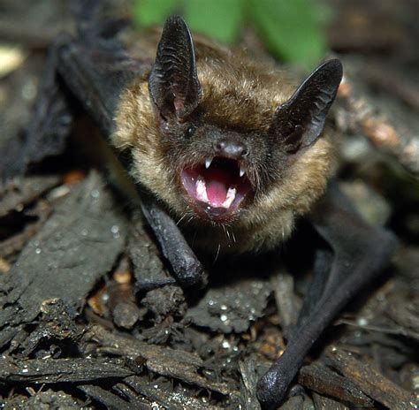 Silver Haired Bat Flying