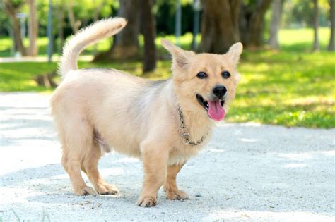 64 Cutest Corgi Mixes You'll Want to Adopt (With Pictures)