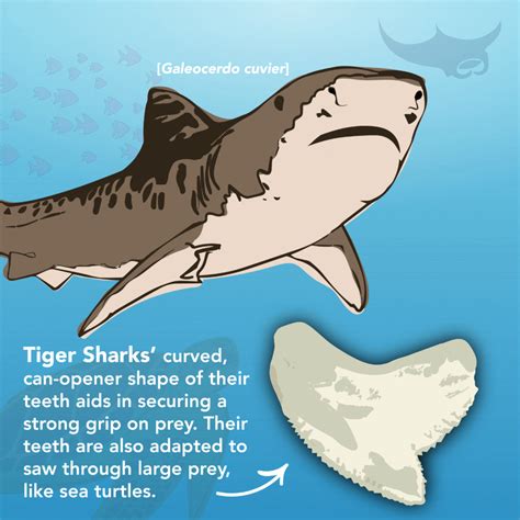 Shark Teeth Identification App at Cecil Messer blog