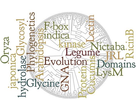 Comparative Study of Lectin Domains in Model Species: New Insights into ...