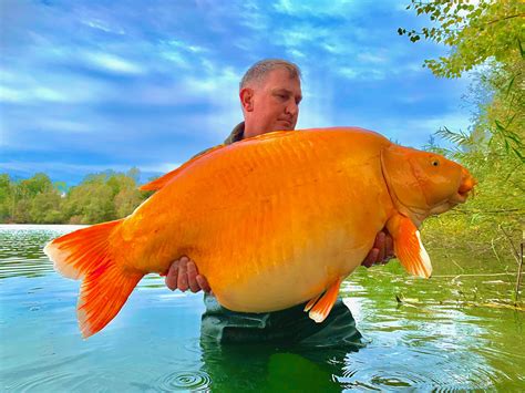 The Very Serious Problem Of Giant Goldfish Super Invaders