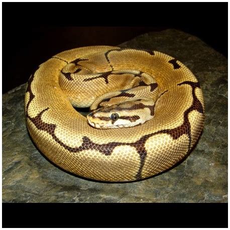 Image result for Spider Ball Python Baby