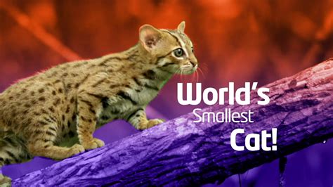 The Smallest Cat In The World | atelier-yuwa.ciao.jp