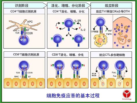 T细胞介导的免疫应答的全过程-T细胞介导免疫应答过程