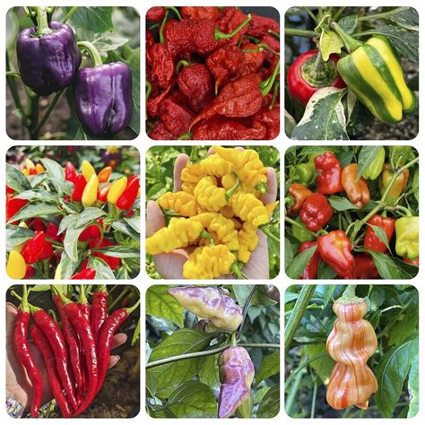 R's't'h'd'r't'rsthdrtydfgjdjhrsth Blind Box Seeds Chili Seed Collection ...