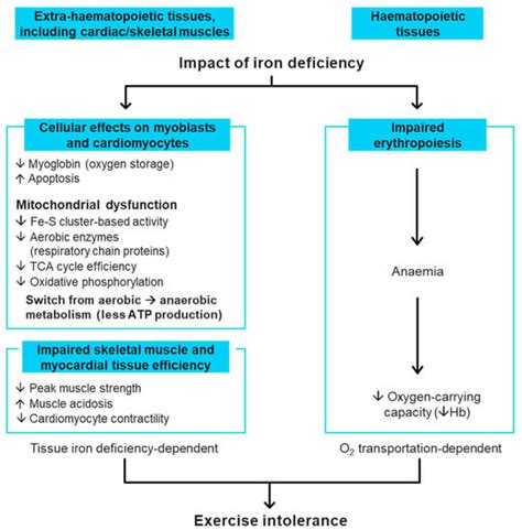 Practical Guidance for Diagnosing and Treating Iron Deficiency in ...