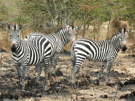 Top 10 Wildlife Destinations In the World | Widest