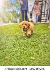 Image result for Cockapoo Running