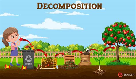 Image result for decomposition.