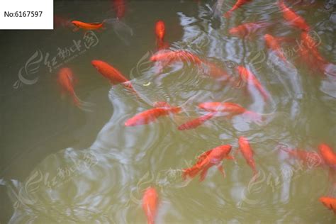水里游的金鱼图片高清图片下载_红动网
