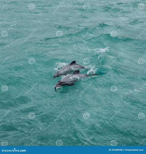 Hector s dolphins stock photo. Image of approximately - 47038938