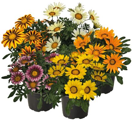 Gazania Zany Mix Flower Seeds | Buy Online India – ChhajedGarden.com