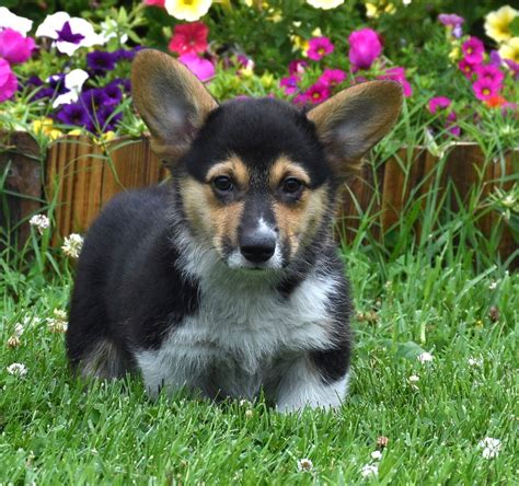 Tri Colored Pembroke Corgi | F&M Corgis | KS