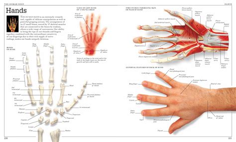 Muscles Of The Arm And Hand Classic Human Anatomy In
