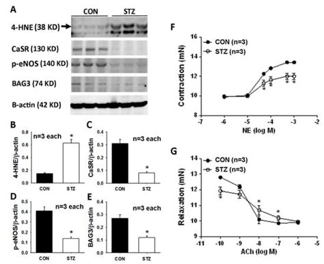 Antioxidants | Special Issue : Free Radicals and Cardiovascular Diseases